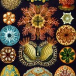 Ernst Haeckel - Seescheiden